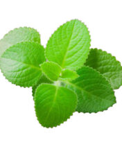 Ajwain leaves 90g