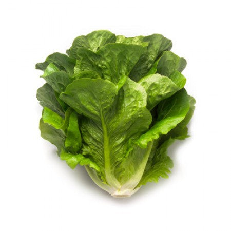 Romaine Lettuce (300g) – The Gourmet Gardener