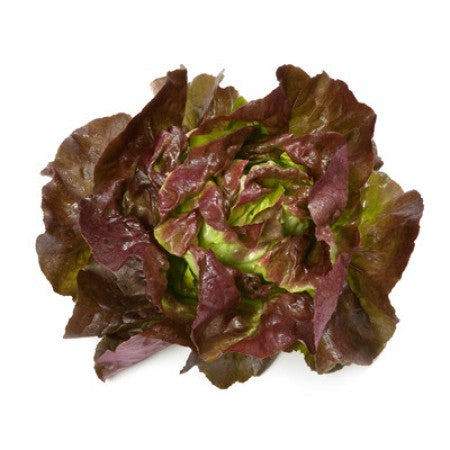 Lollo Rosso Lettuce (300g)