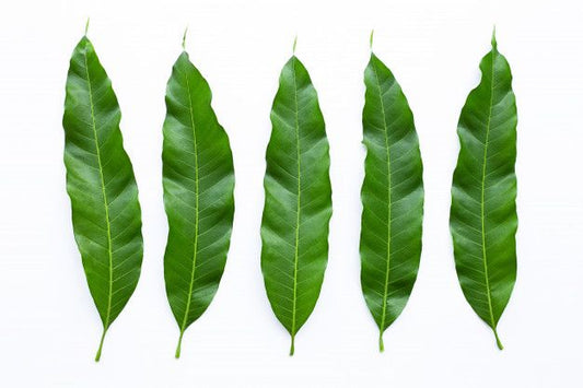 Mango leaves 12Pcs