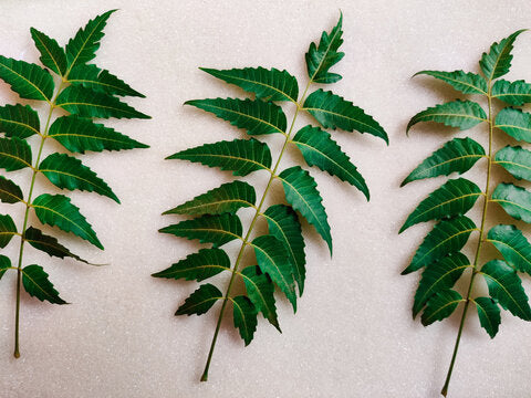 Neem leaves 180g