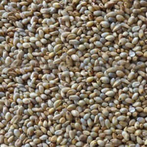 Naatu Kambu Pearl Millet Bajra Gantilu Sajje 500g