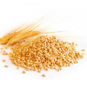 Organic Wheat Godhumai 500g